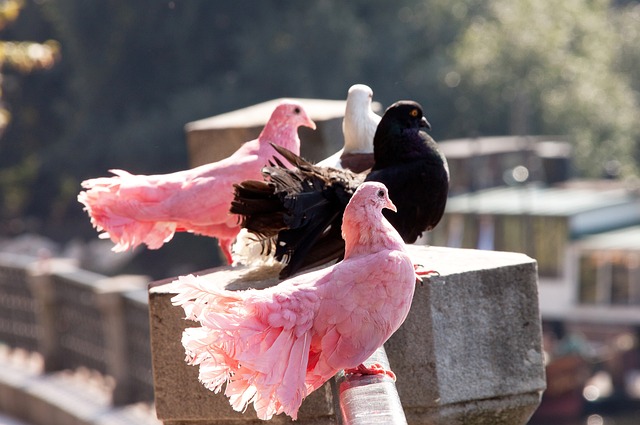 战术方向 战术方向