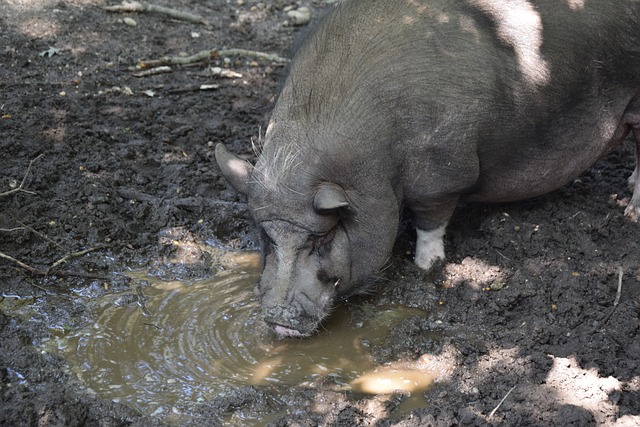 全运会，世界第一无缘正赛，一队选手省队球员，周雨八战八捷.